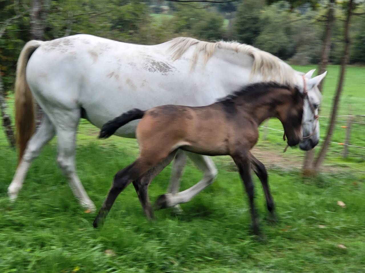 Filly PRE Pure Spanish Bred For sale 2025 Bay