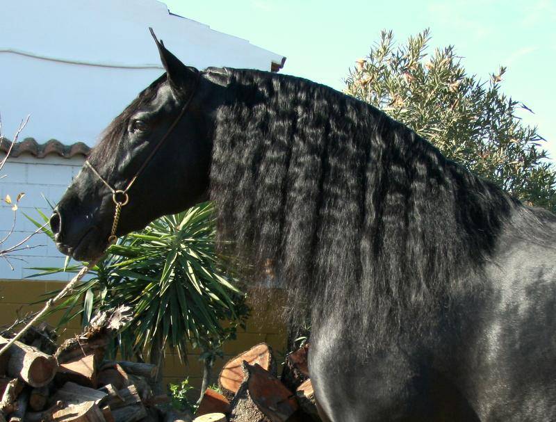 Filly PRE Pure Spanish Bred For sale 2025 Bay