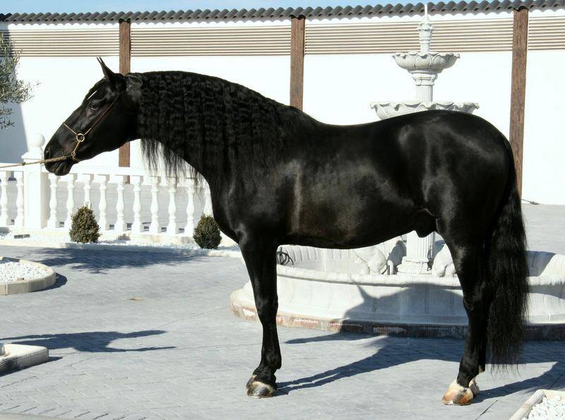 Filly PRE Pure Spanish Bred For sale 2025 Bay