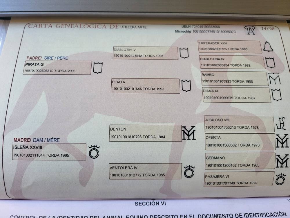 Filly PRE Pure Spanish Bred For sale 2025 Bay