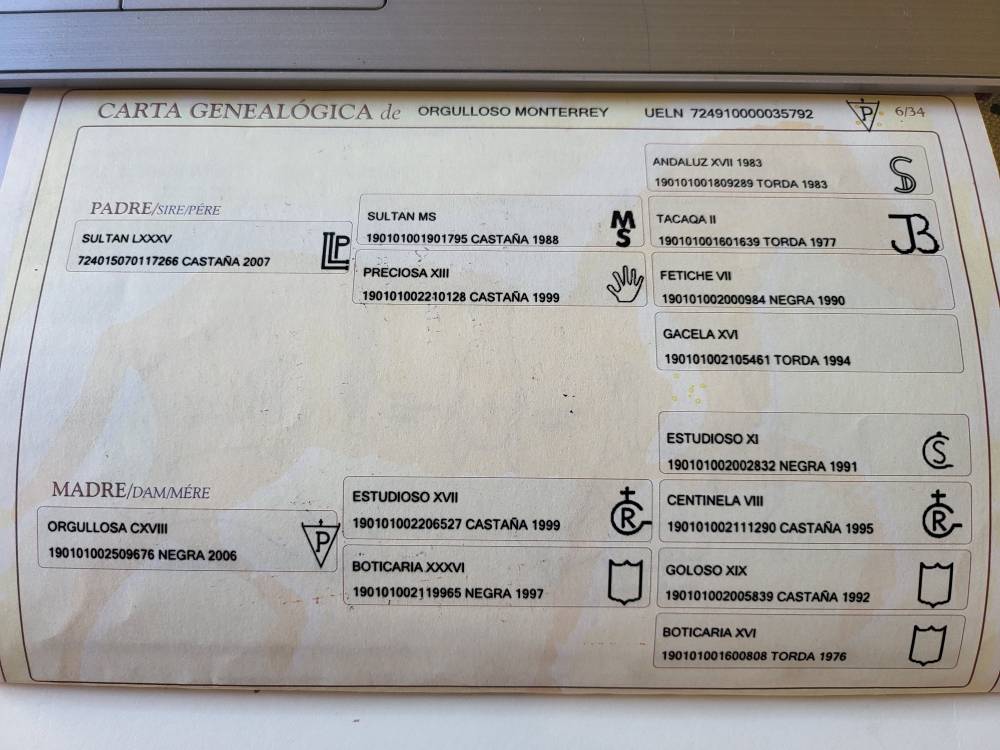 Filly PRE Pure Spanish Bred For sale 2025 Bay