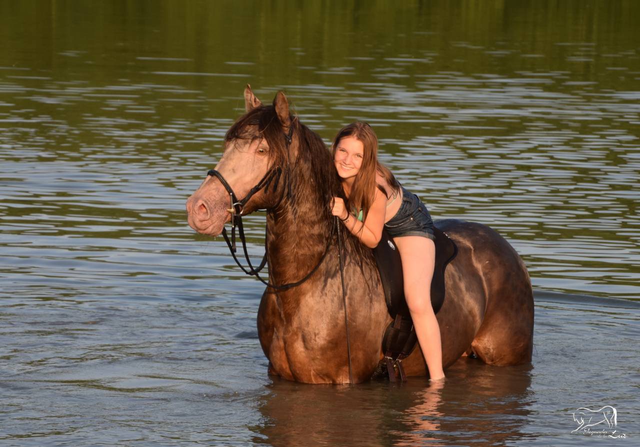 Stallion Quarter For sale 2016 Champagne