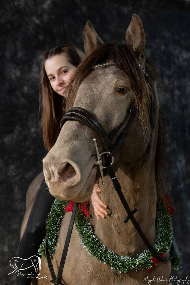 Stallion Quarter For sale 2016 Champagne