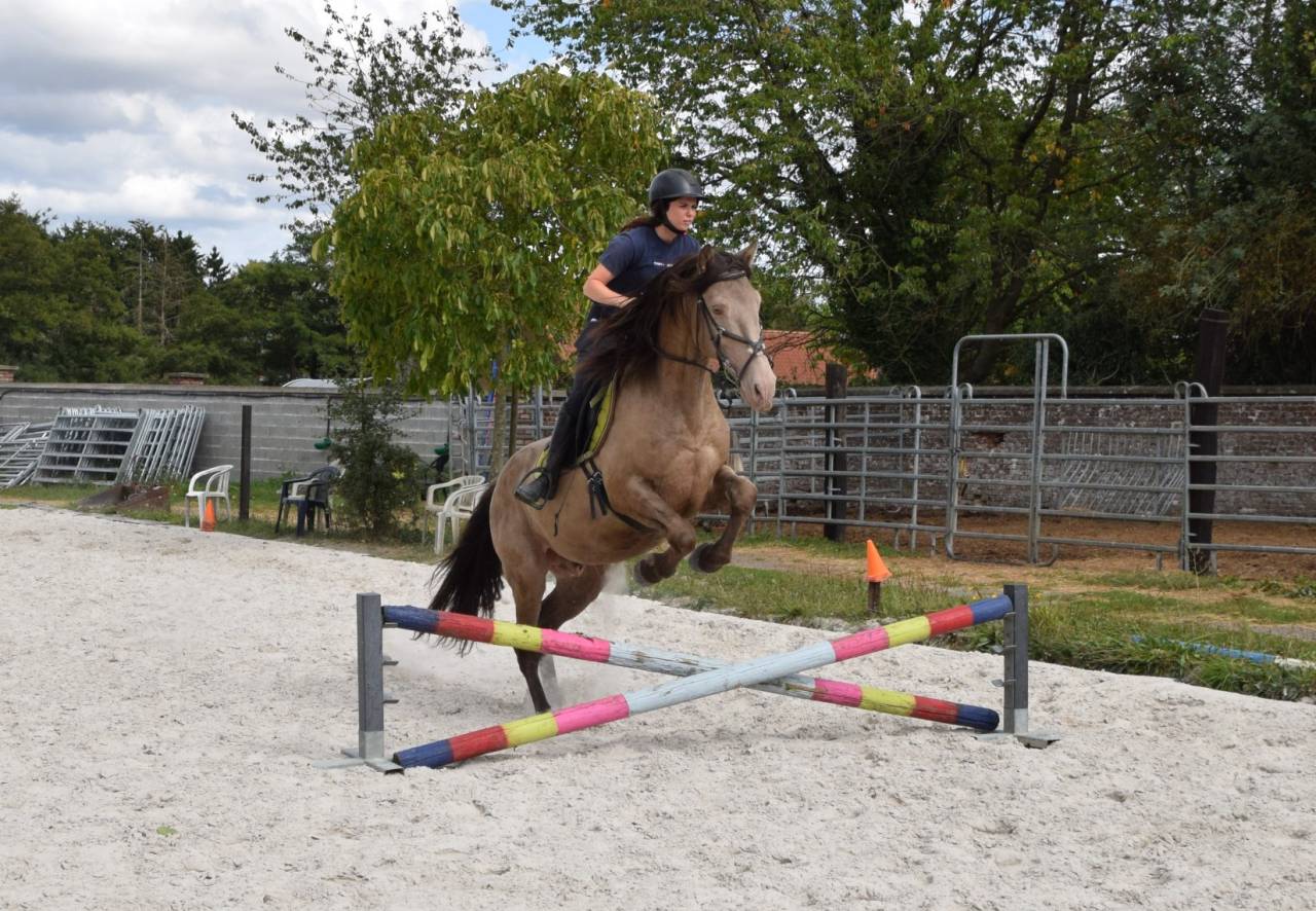 Stallion Quarter For sale 2016 Champagne