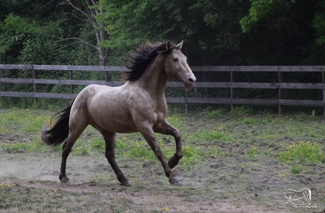 Stallion Quarter For sale 2016 Champagne