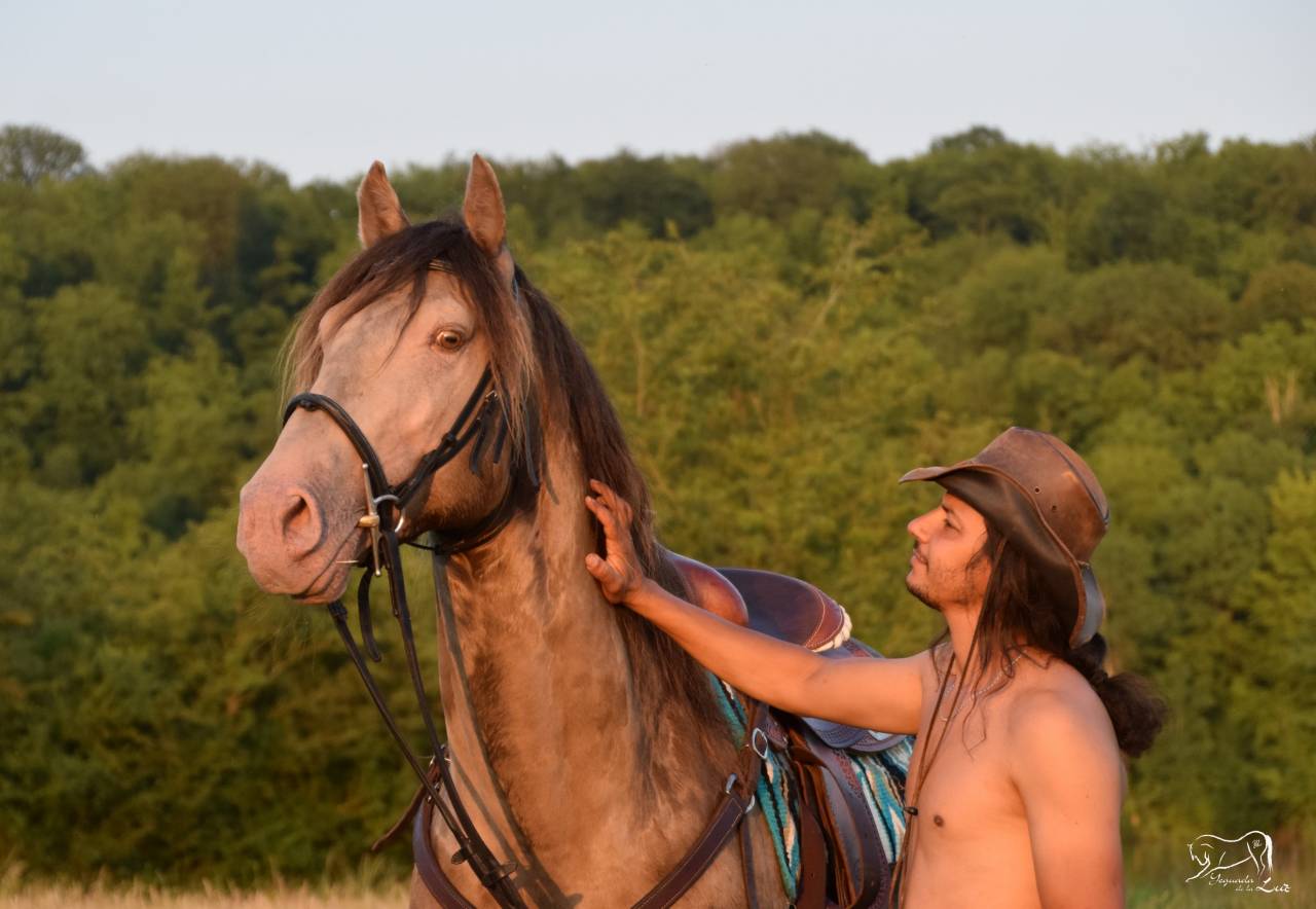 Stallion Quarter For sale 2016 Champagne