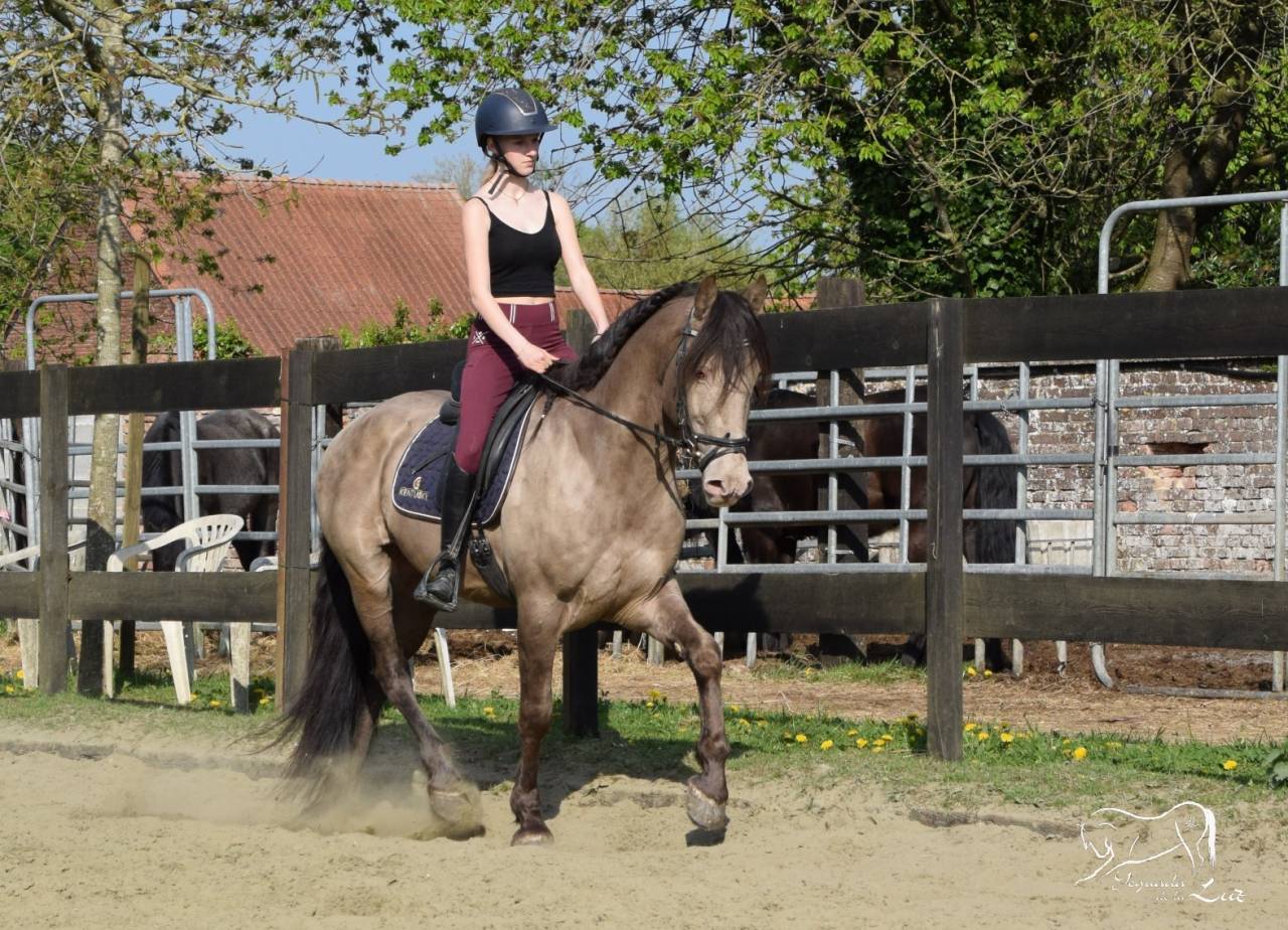 Stallion Quarter For sale 2016 Champagne