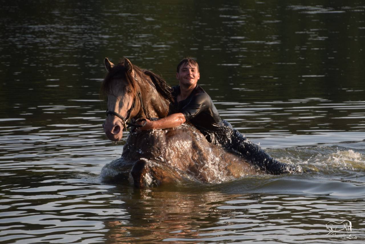 Stallion Quarter For sale 2016 Champagne