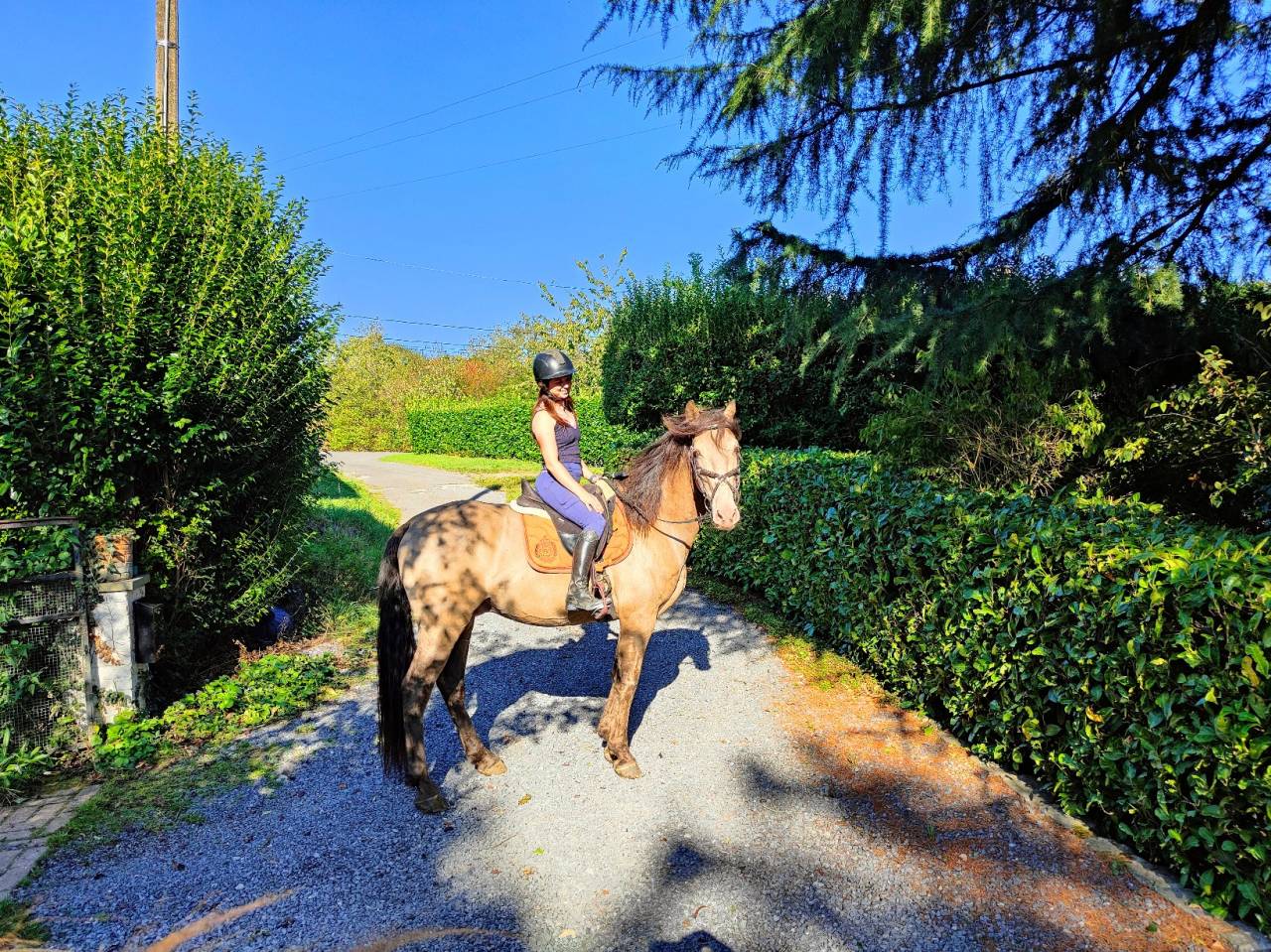 Stallion Quarter For sale 2016 Champagne