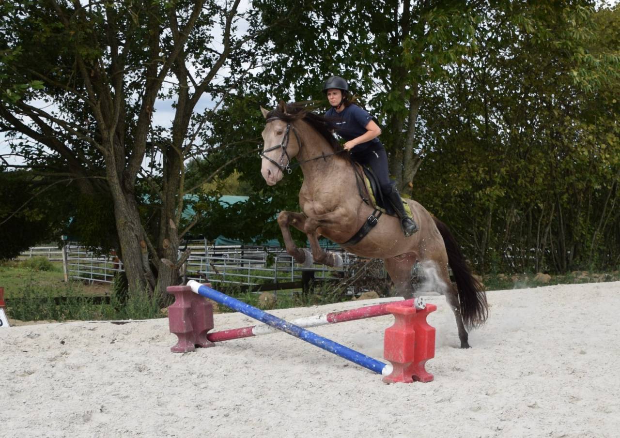 Stallion Quarter For sale 2016 Champagne