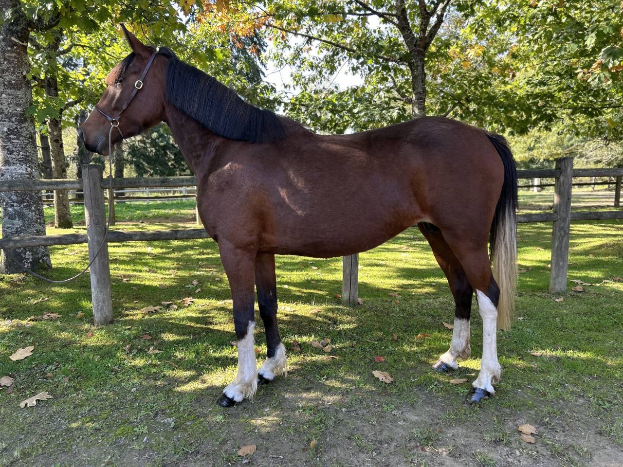 Mare No Origin Recorded For sale 2018 Coloured