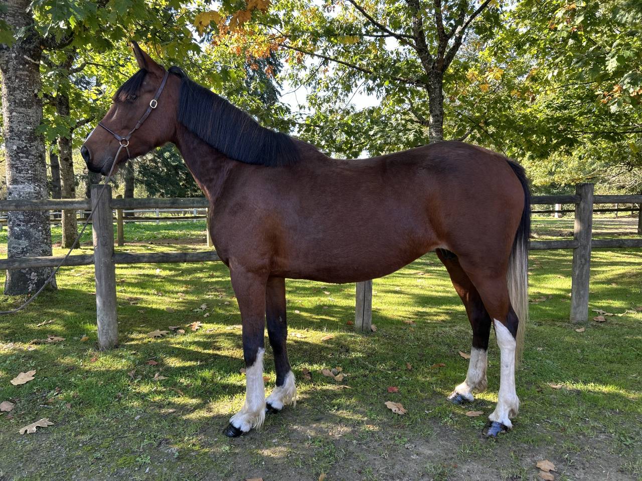 Mare No Origin Recorded For sale 2018 Coloured