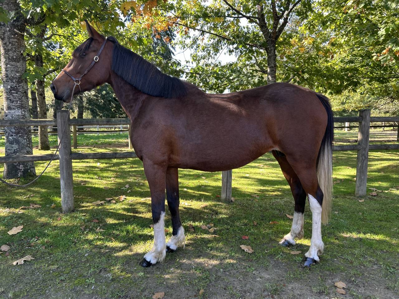 Mare No Origin Recorded For sale 2018 Coloured