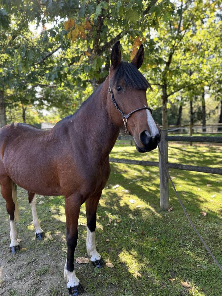 Mare No Origin Recorded For sale 2018 Coloured