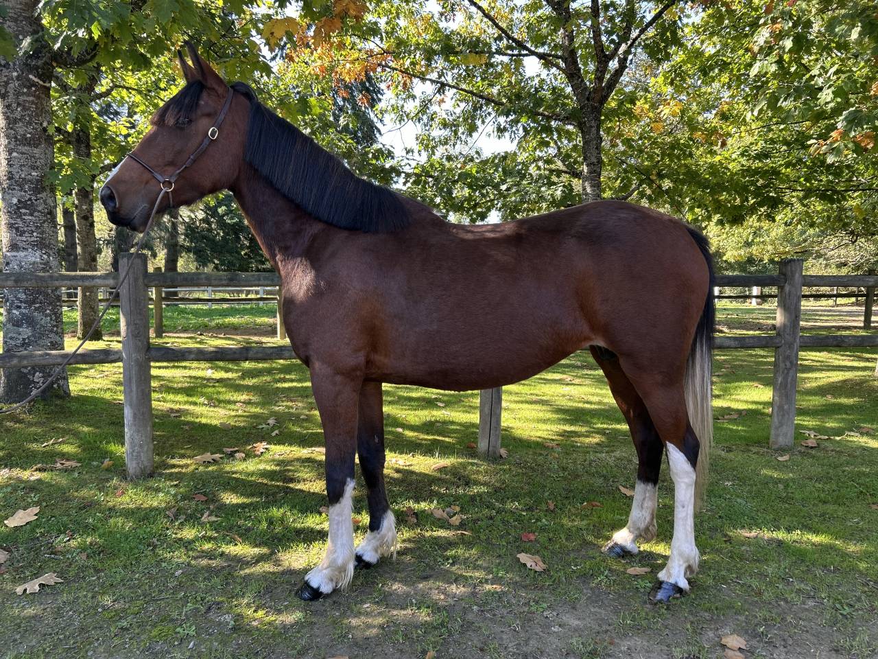 Mare No Origin Recorded For sale 2018 Coloured