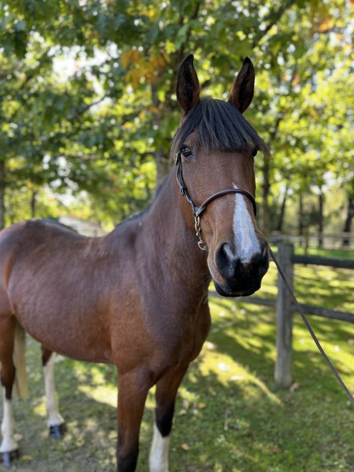 Mare No Origin Recorded For sale 2018 Coloured