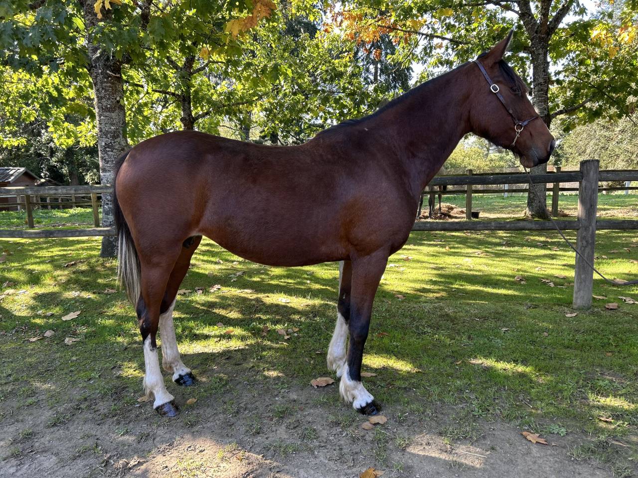 Mare No Origin Recorded For sale 2018 Coloured