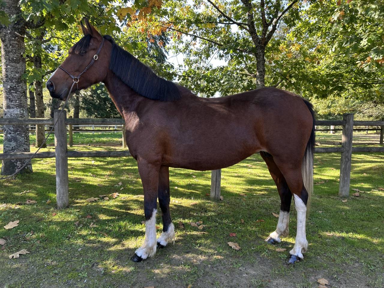 Mare No Origin Recorded For sale 2018 Coloured