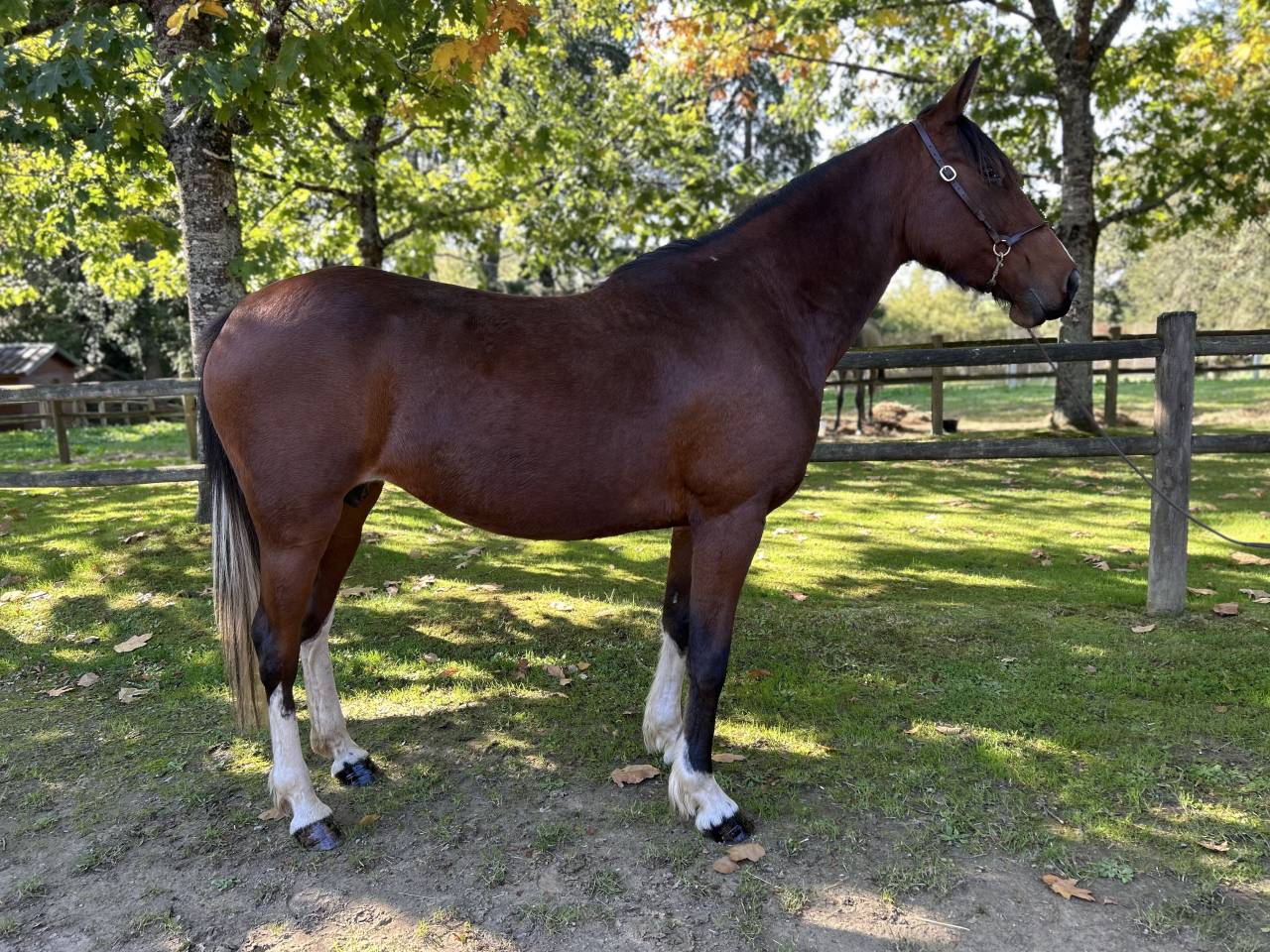 Mare No Origin Recorded For sale 2018 Coloured