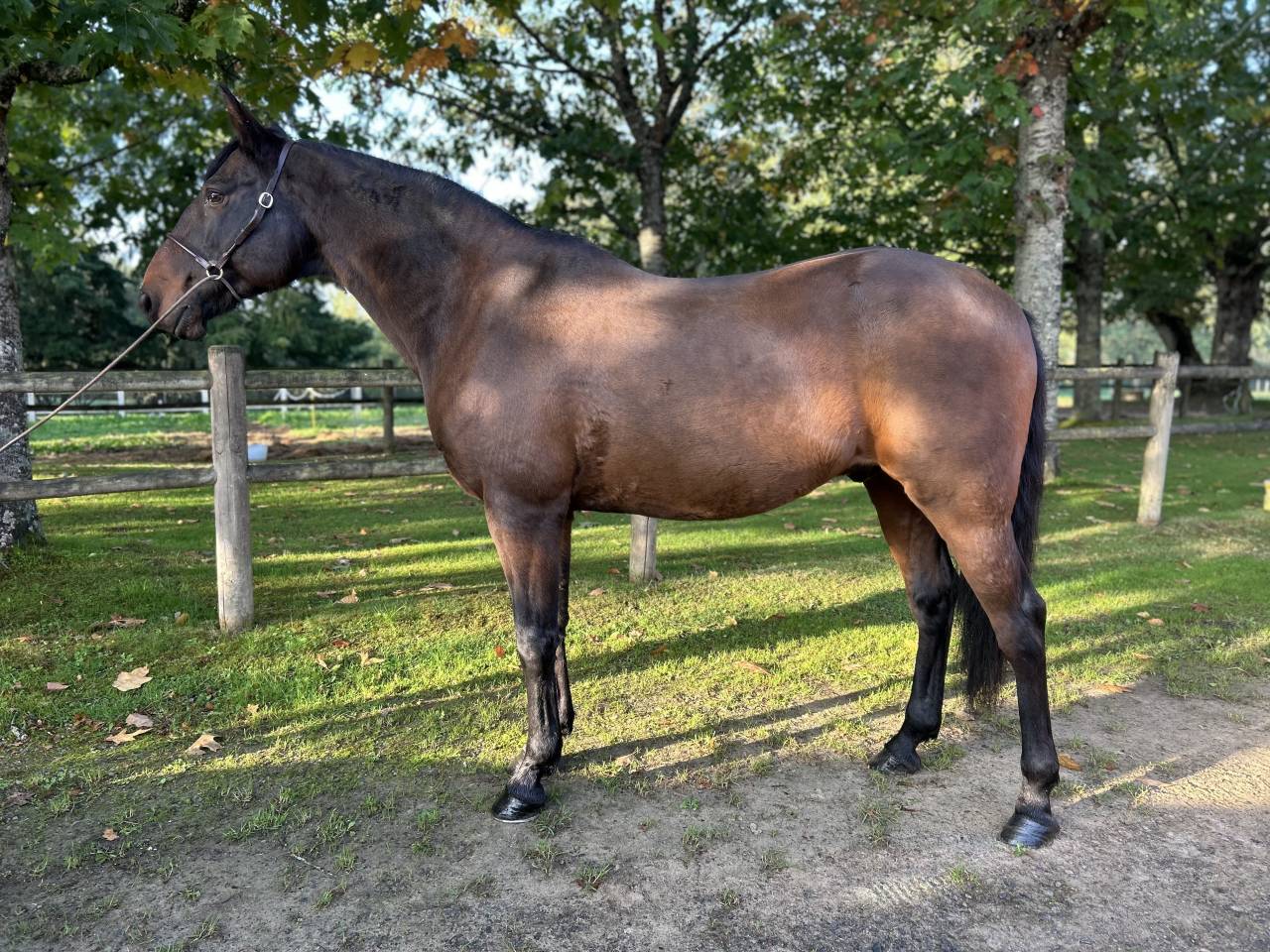 Gelding Lusitano For sale 2009 Dark Bay
