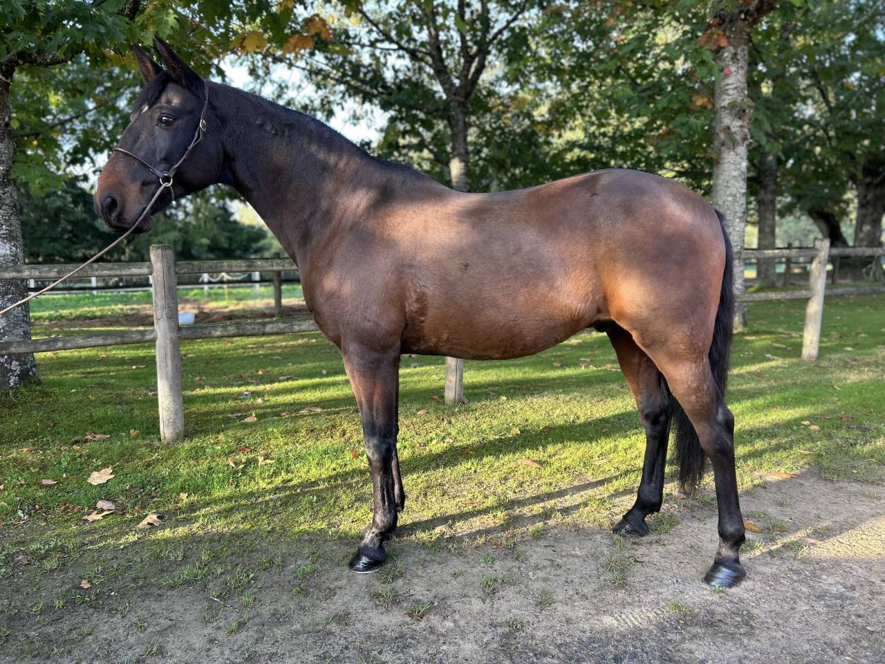 Gelding Lusitano For sale 2009 Dark Bay