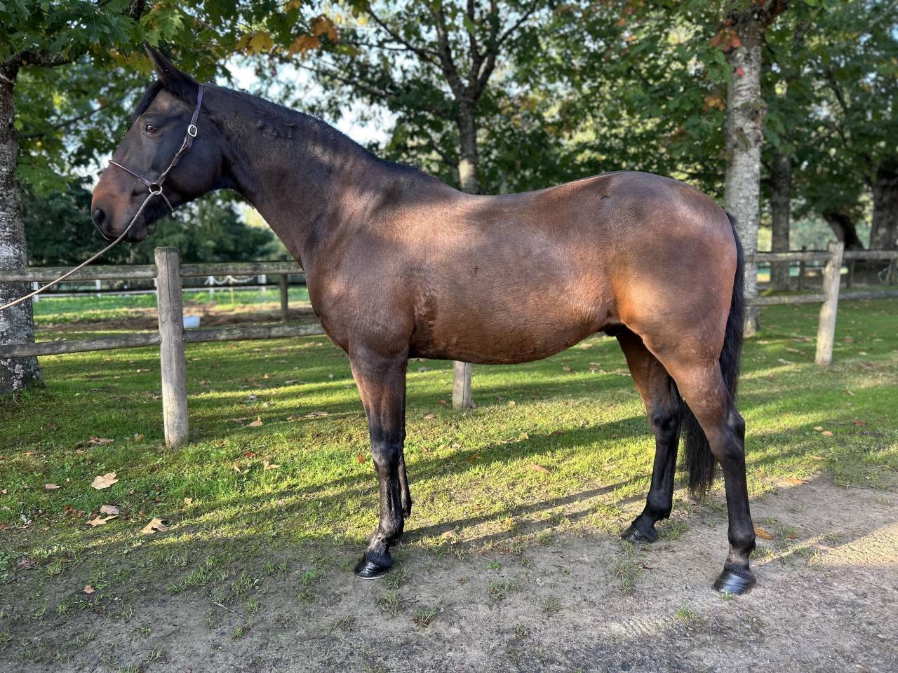 Gelding Lusitano For sale 2009 Dark Bay
