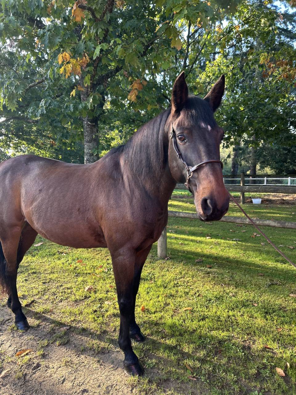 Gelding Lusitano For sale 2009 Dark Bay
