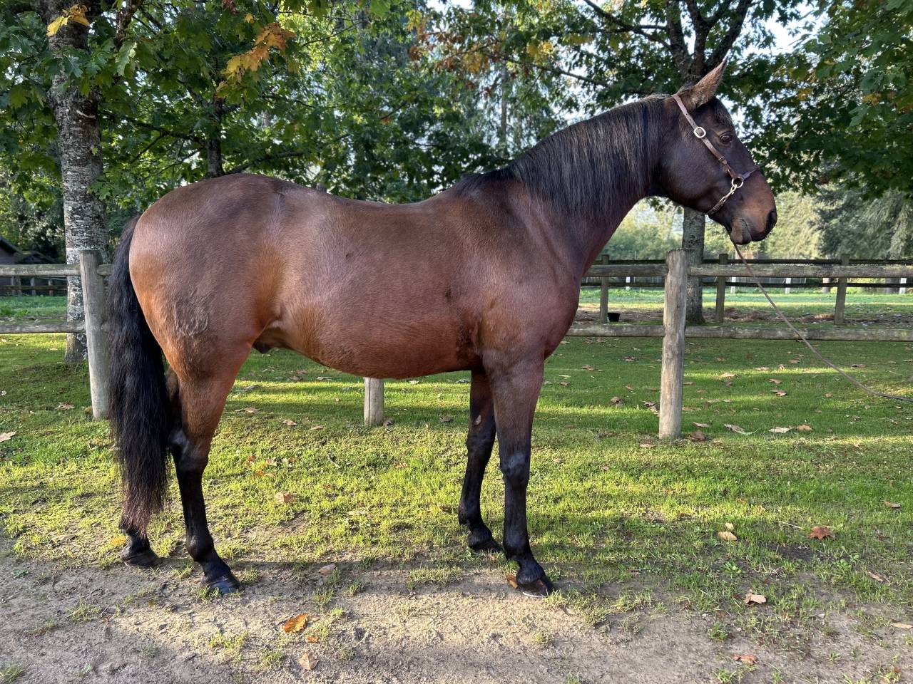 Gelding Lusitano For sale 2009 Dark Bay