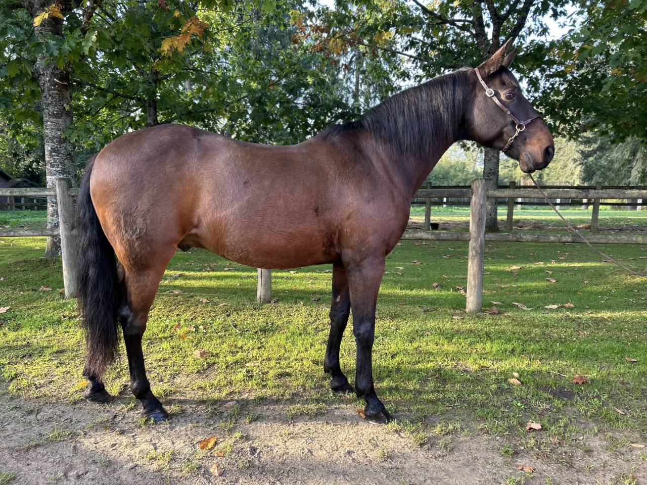 Gelding Lusitano For sale 2009 Dark Bay