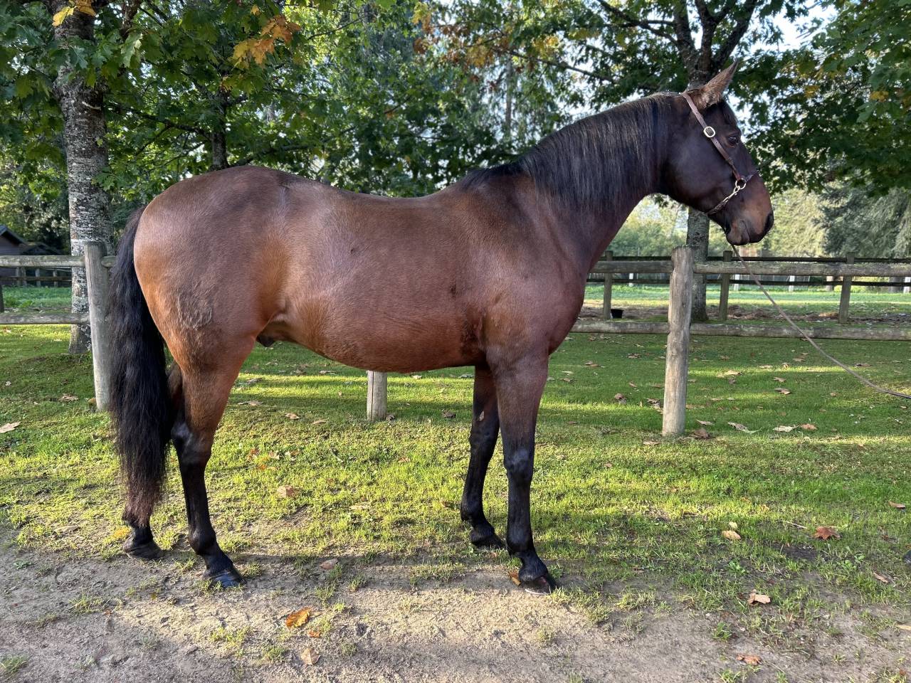 Gelding Lusitano For sale 2009 Dark Bay