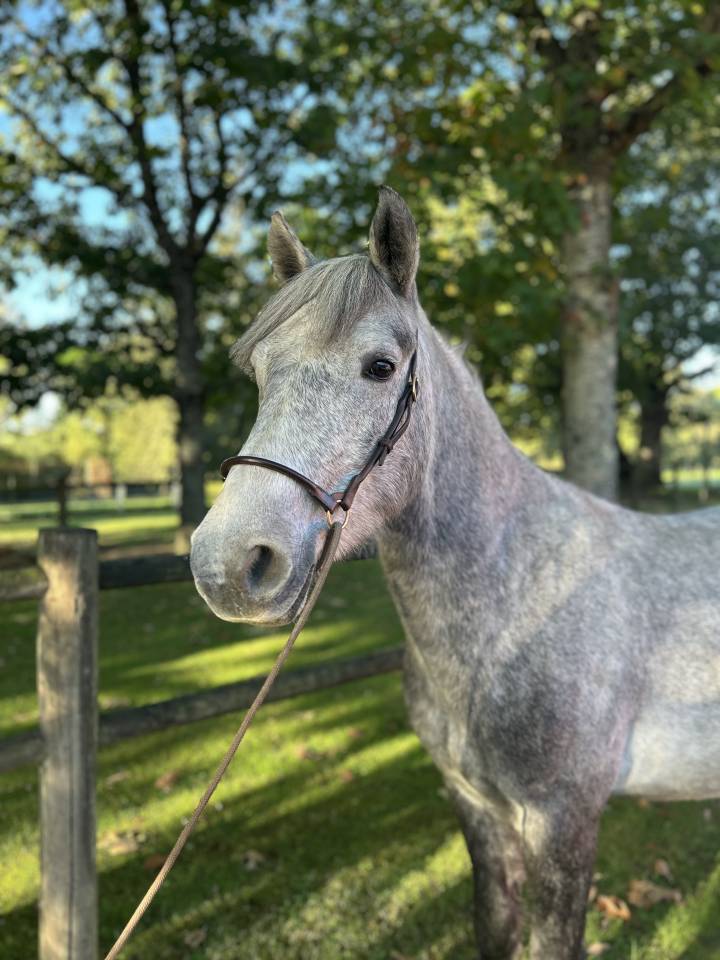 Gelding Connemara For sale 2022 Grey