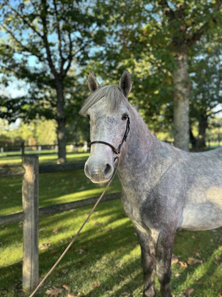 Gelding Connemara For sale 2022 Grey