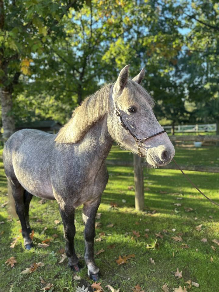 Gelding Connemara For sale 2022 Grey