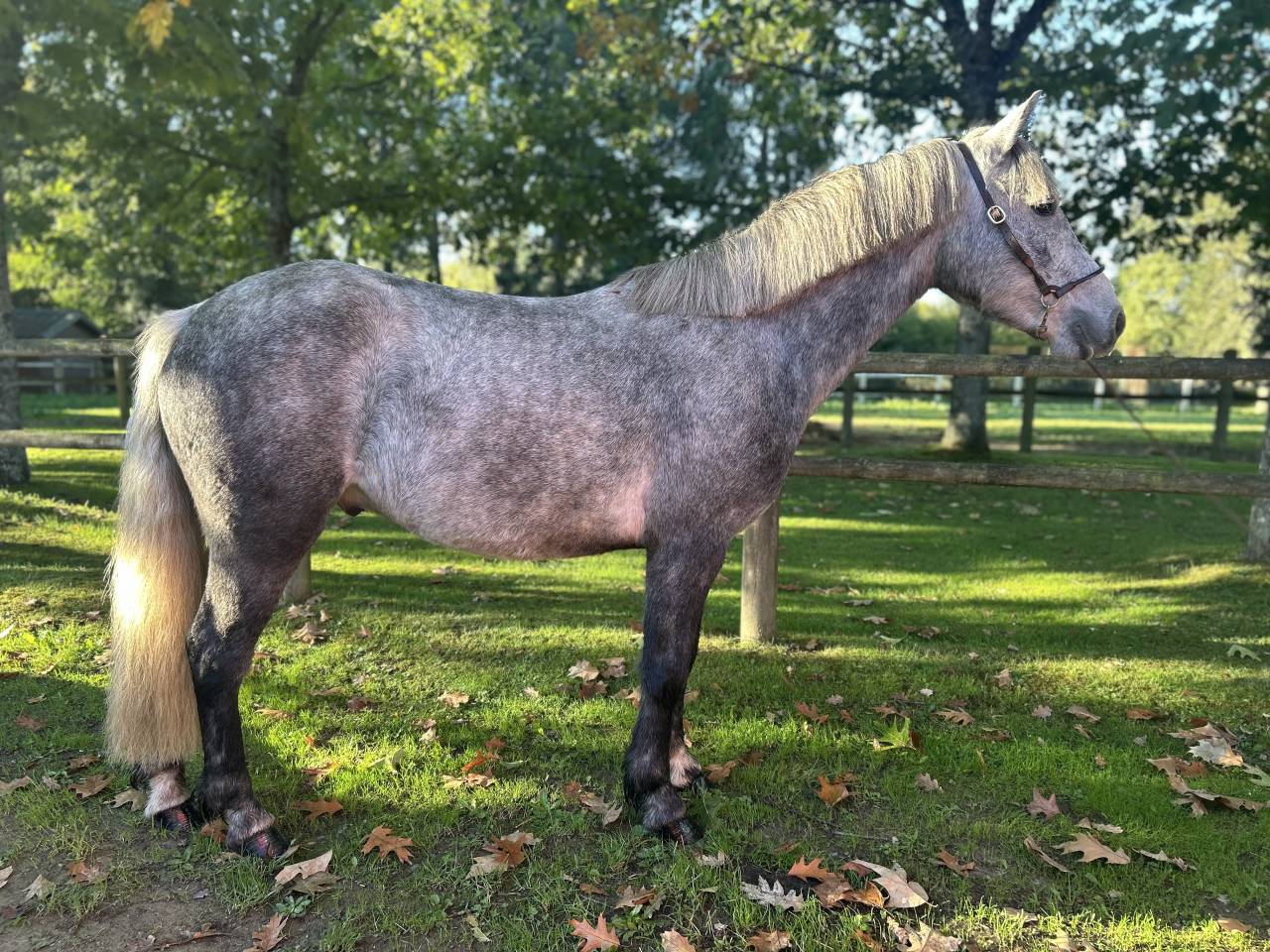Gelding Connemara For sale 2022 Grey