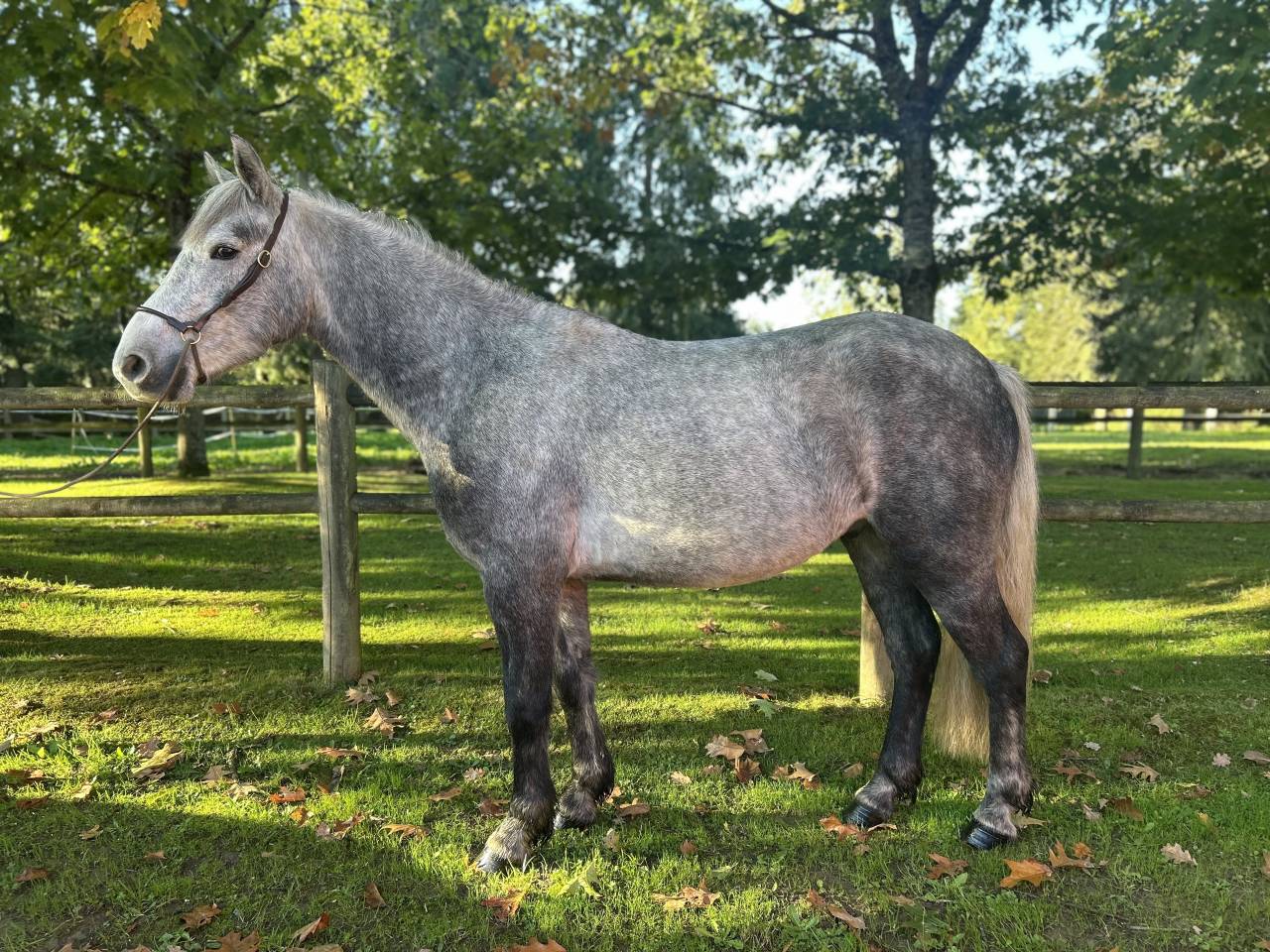 Gelding Connemara For sale 2022 Grey