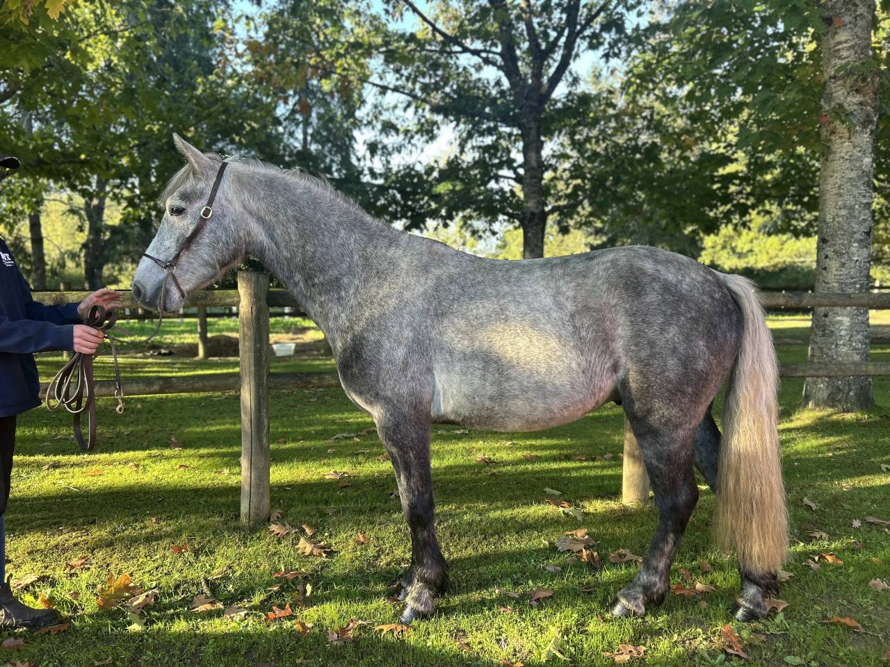 Gelding Connemara For sale 2022 Grey