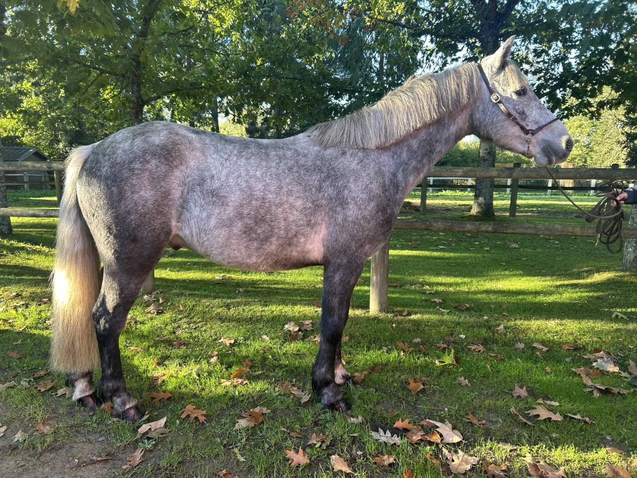 Gelding Connemara For sale 2022 Grey