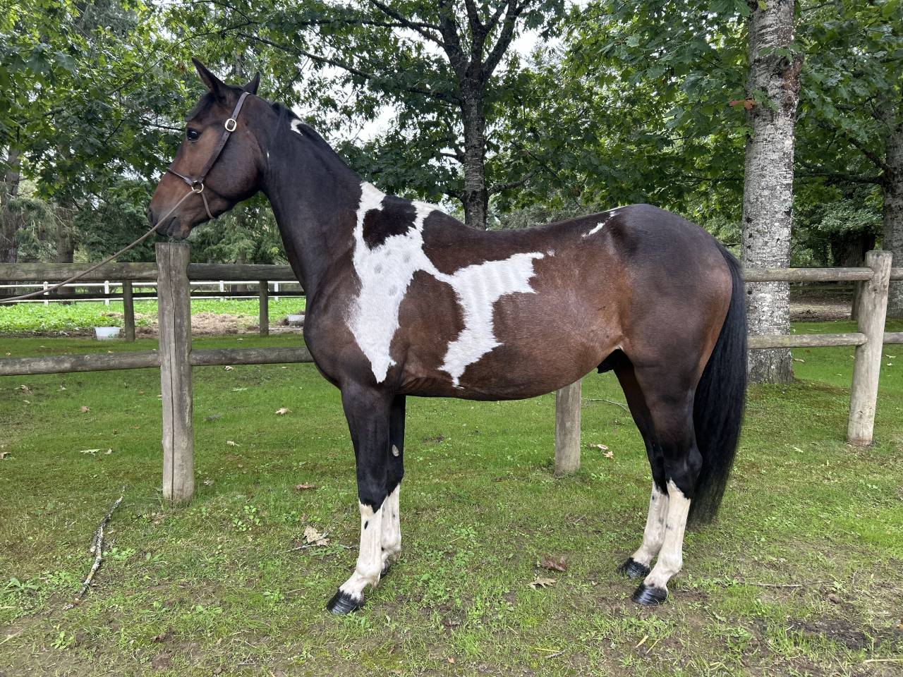 Gelding No Origin Recorded For sale 2022 Coloured