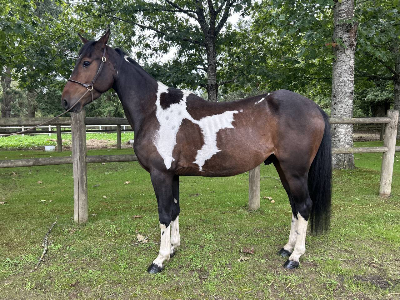 Gelding No Origin Recorded For sale 2022 Coloured