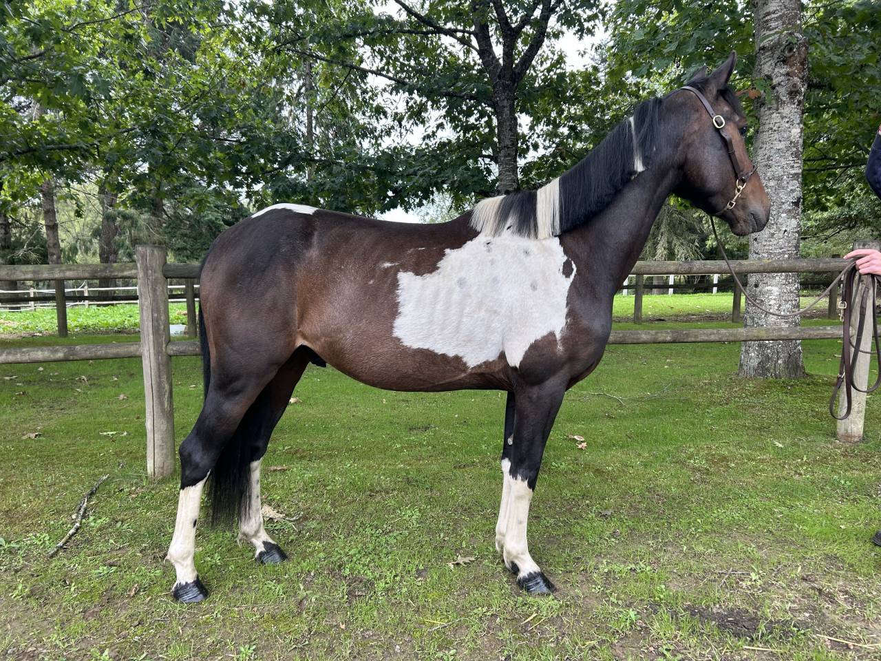 Gelding No Origin Recorded For sale 2022 Coloured