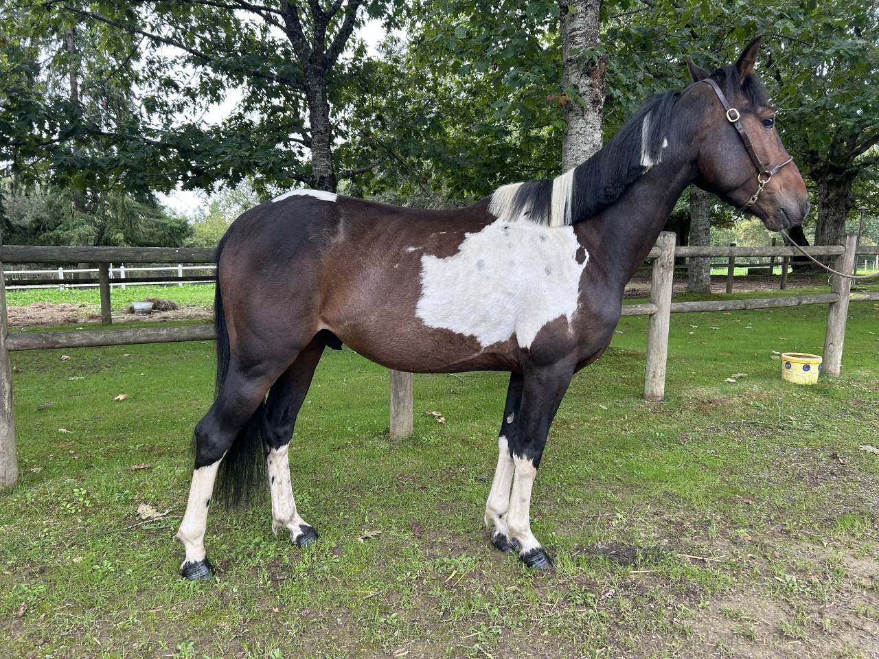 Gelding No Origin Recorded For sale 2022 Coloured