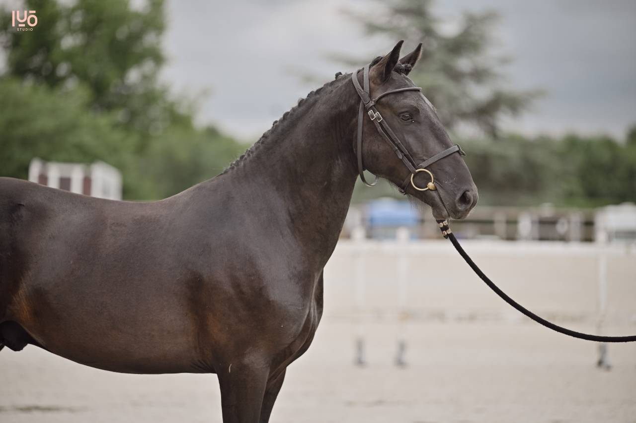 Entire Origin Recorded For sale 2023 Black