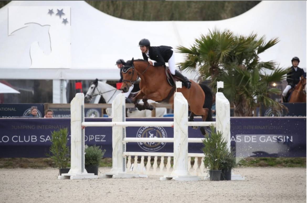 Mare Selle Français For sale 2012 Bay