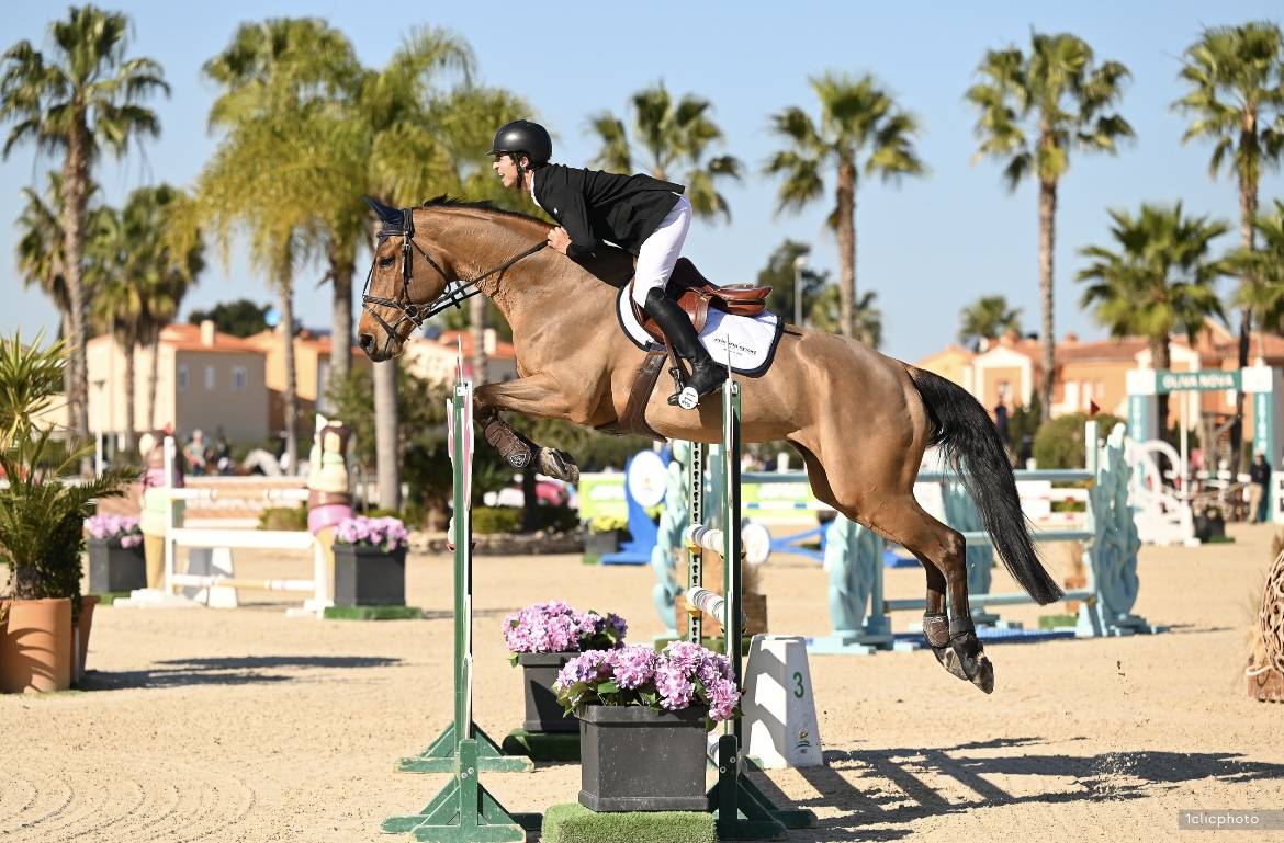 Mare Selle Français For sale 2012 Bay