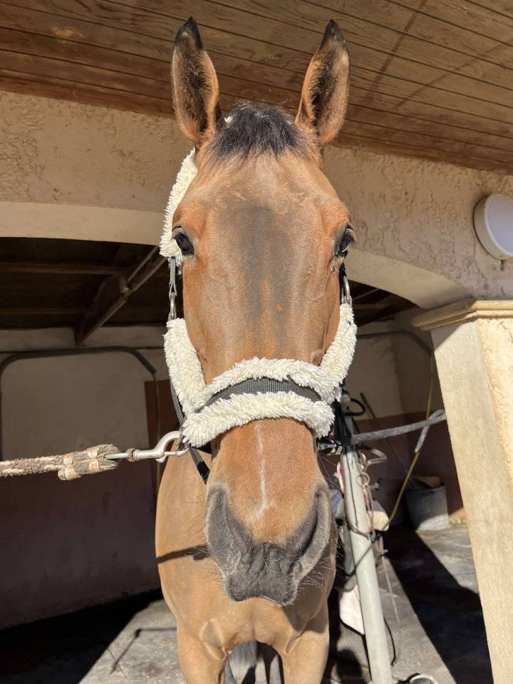 Mare Selle Français For sale 2012 Bay