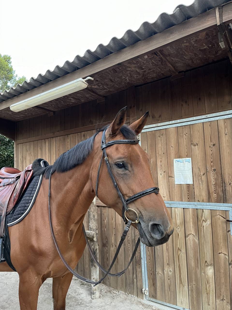 Mare Selle Français For sale 2012 Bay