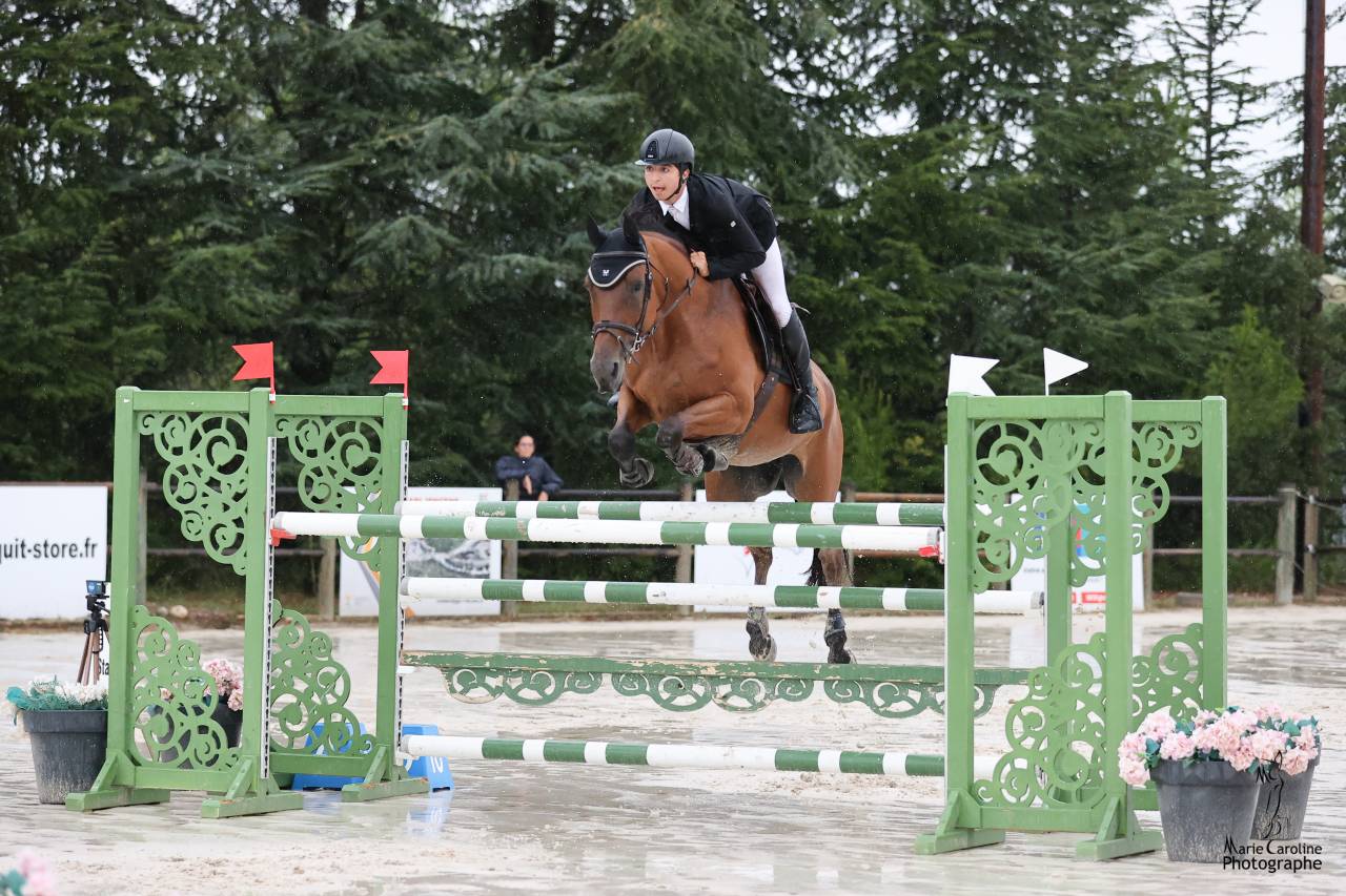 Mare Selle Français For sale 2012 Bay