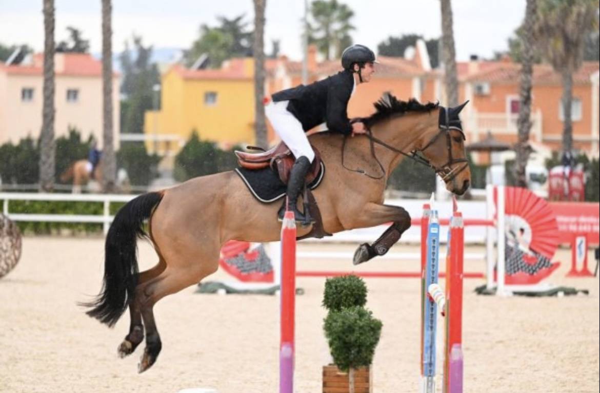 Mare Selle Français For sale 2012 Bay