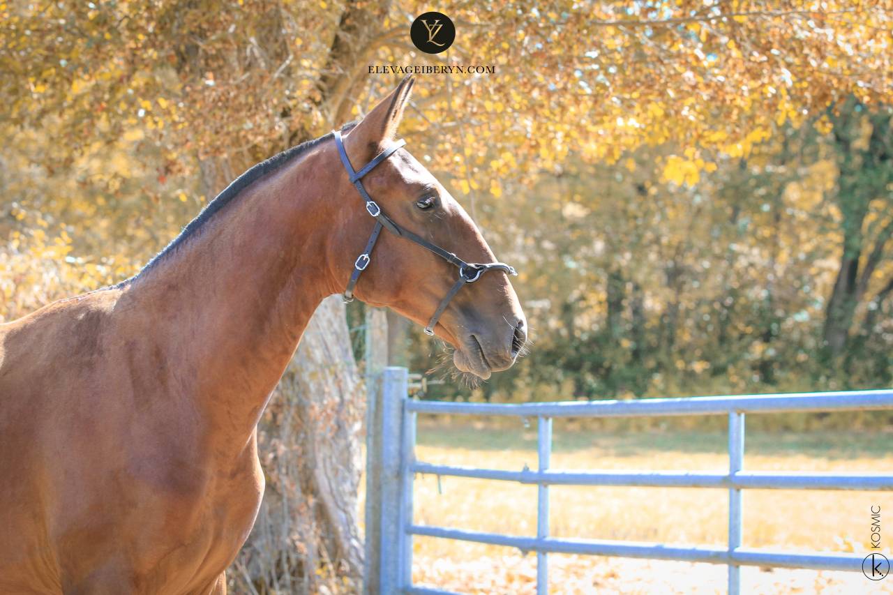 Entire Lusitano For sale 2024 Dark Bay