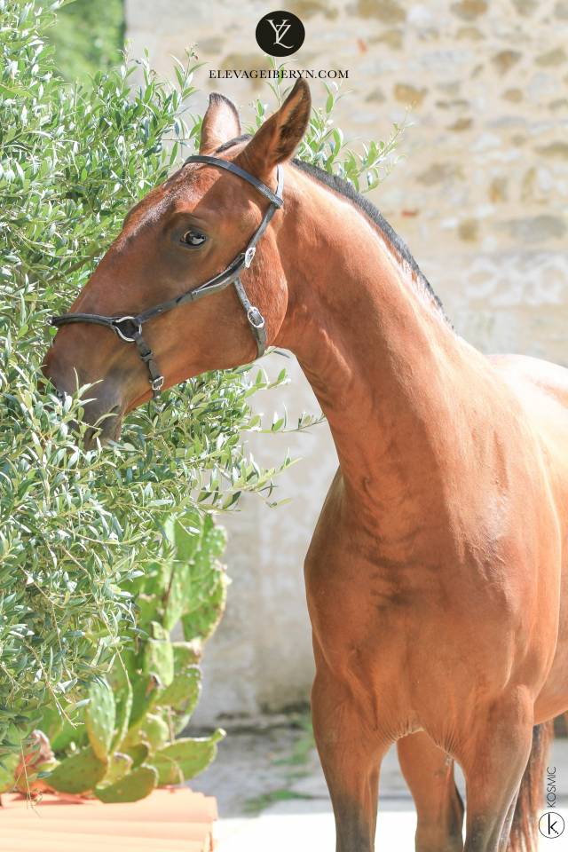 Entire Lusitano For sale 2024 Dark Bay